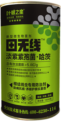 田无线-淡紫紫孢菌