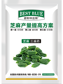 芝麻产量提高方案